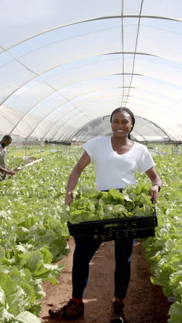 vertical video: carrying fresh lettuce, woman working in hydroponic greenhouse farm
