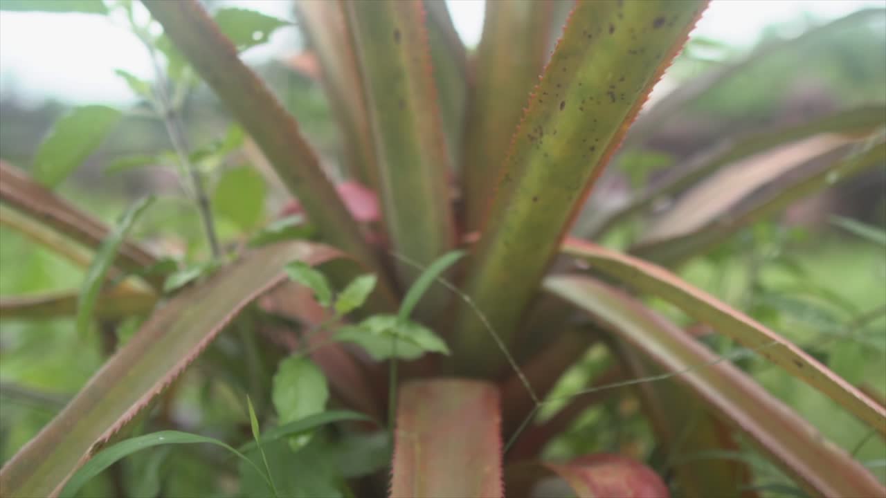 cerrar la planta de aloevera con otras especies de plantas mezcladas en la granja de la selva tropical india