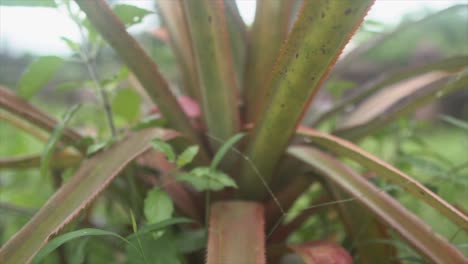 Close-up-aloevera-plant-with-other-spieces-of-plants-mixed-in-indian-rainforest-farm