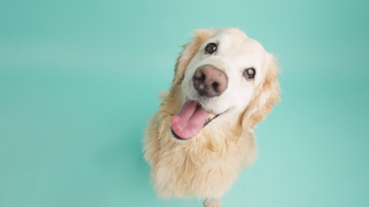 Golden Retriever Dog Portrait