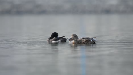 Algunos-Patos-Nadando-En-Un-Lago-A-Primera-Hora-De-La-Mañana.