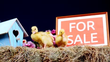 primer plano, en la paja, en el heno pequeños patitos están caminando. en el fondo un pajar, pequeñas casas de pájaros de colores. video de estudio con decoración temática. placa para la venta