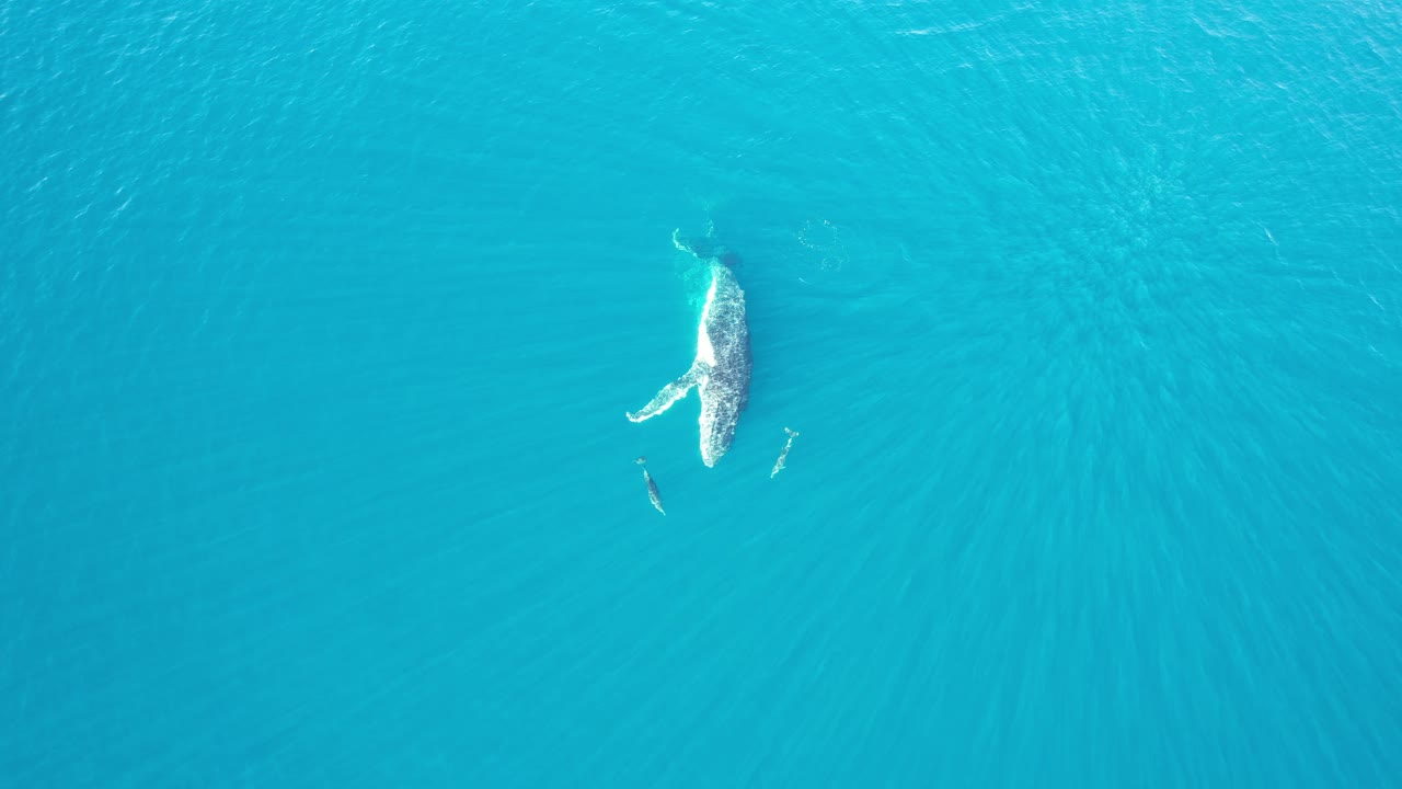 Bottlenose Dolphins Swimming In Front Of Humpback Whale Swimming On A Sunny Day