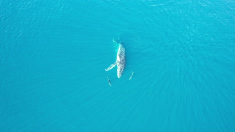 delfines de nariz de botella nadando delante de la ballena jorobada nadando en un día soleado