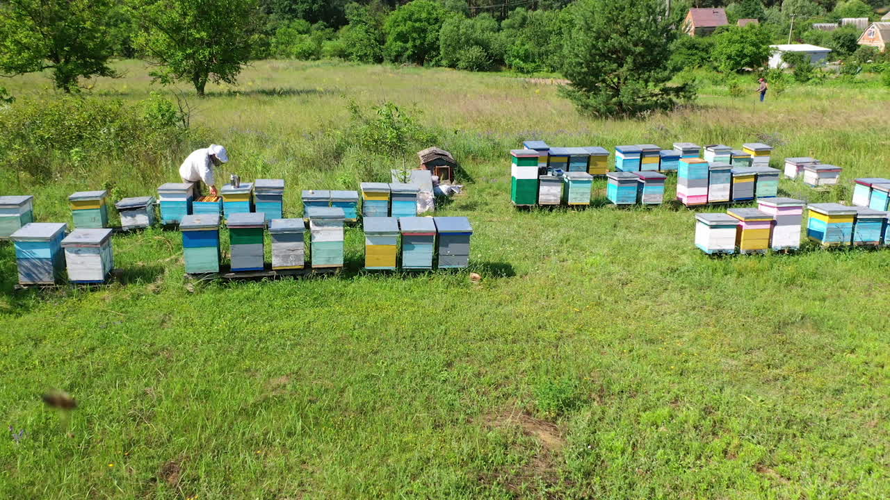 Apiary in the countryside. Apiarist examining bees near beehives. Wooden hives among green nature. Camera moves to the right. Drone view.