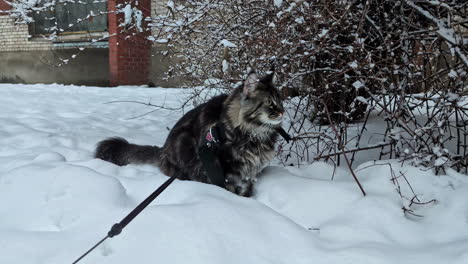 a house cat on a leash in the snow-covered garden