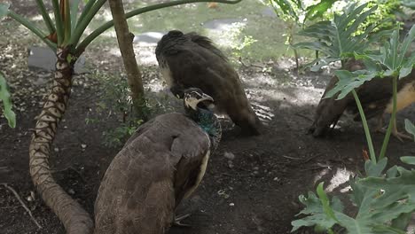 Close-up-video-of-a-peacock-foraging-for-food