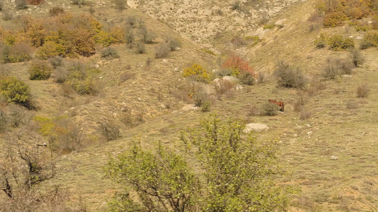 paisaje de montaña de otoño con caballo