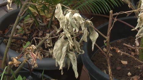 dried-out plants in pots
