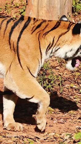 tiger explores naturalistic zoo environment