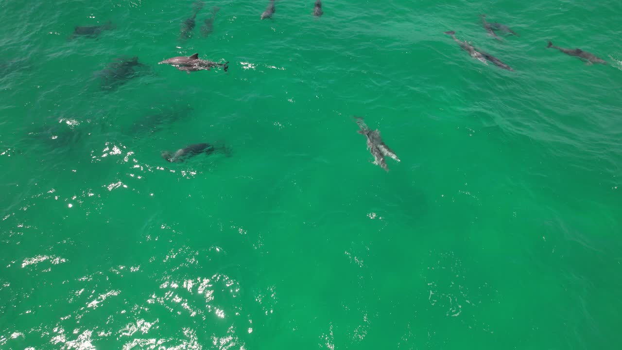 Pod Of Bottlenose Dolphins In The Blue Sea In NSW, Australia - Drone Shot