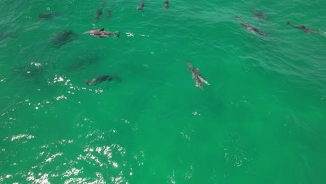 pod of bottlenose dolphins in the blue sea in nsw, australia - drone shot