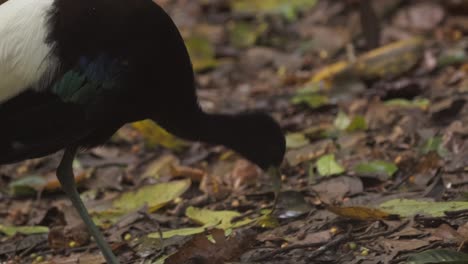 ground-dwelling trumpeter birds walks and pecks for food in a tropical rainforest, close up following shot