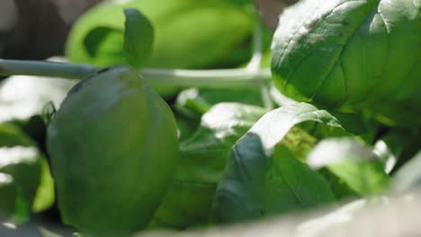 basil leaves are placed in the basket by a hand