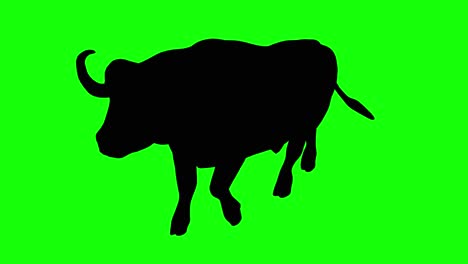 a silhouette of a buffalo walking on green screen, perspective view