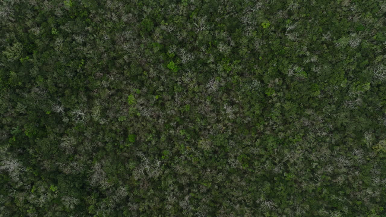 Aerial top shot of dense forest canopy in Mexico.
