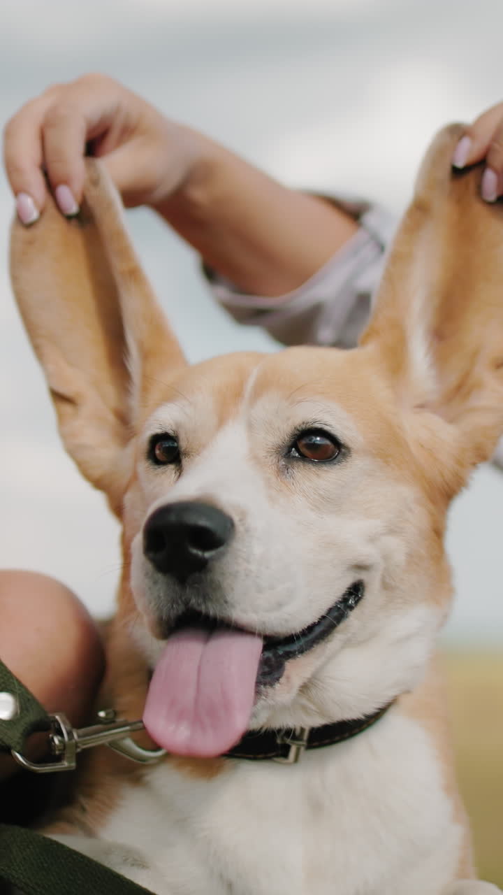 웃는 여자, 분홍색 을 입은 아이가 시골에서 선글라스를 가지고 놀면서 을 들고 있는 행복한 개.