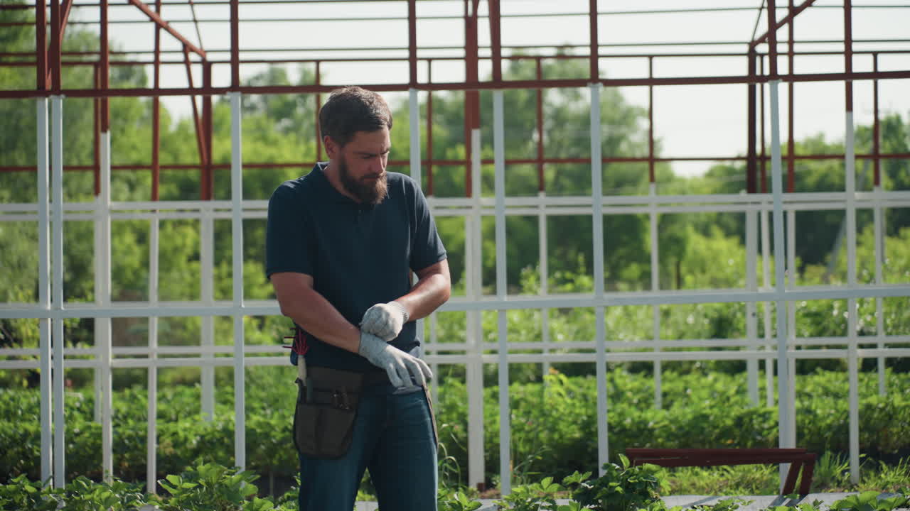 bearded farmer in greenhouse putting on glove while preparing gardening work, leaves swaying gently in wind, sunlight filtering through metal frame, focus on hands and calm early morning routine