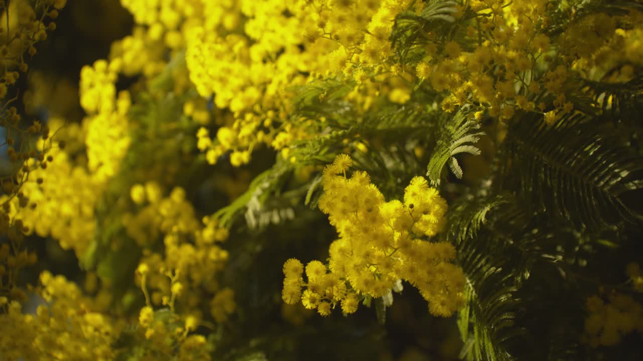 나무에 노란색 미모사의 회전 샷을 닫습니다