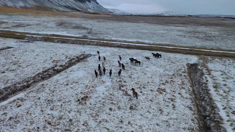 an aerial view shows a herd of horses trotting along farmland in iceland