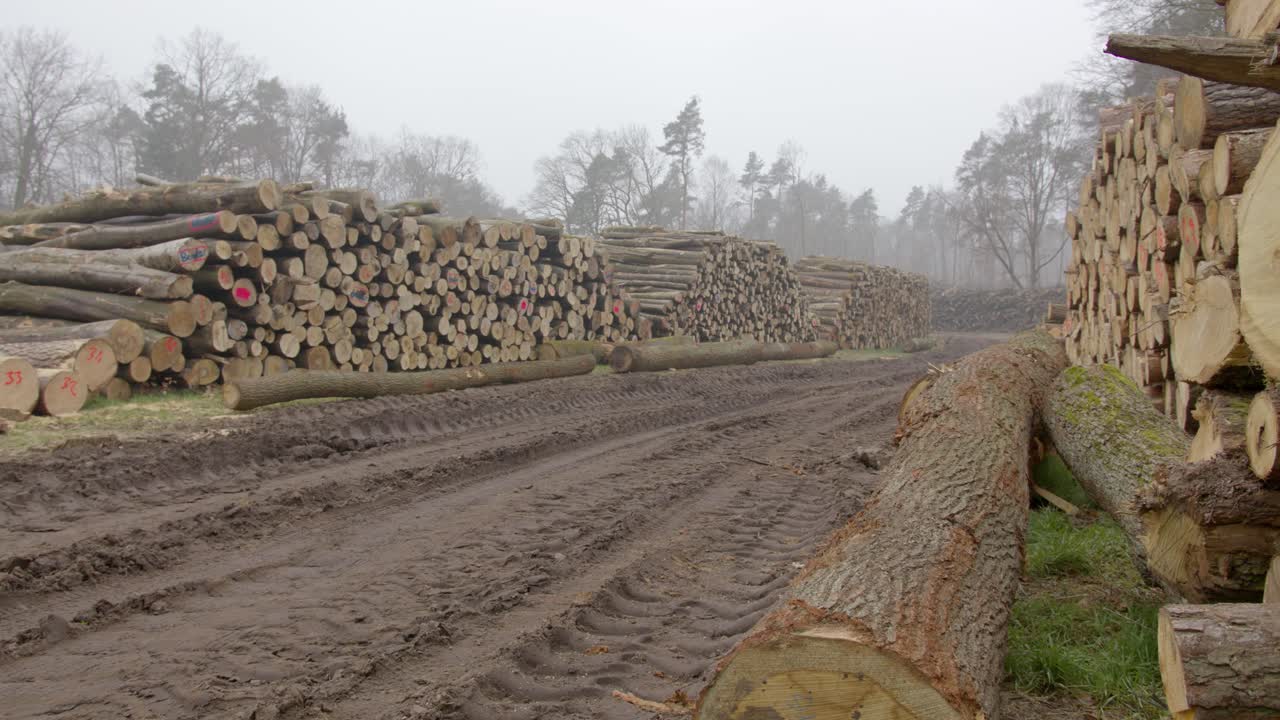 A large piles of cut logs lie on a mud meadow. Tire tracks are visible on earth. A heavy storm caused massive damage to the forest.