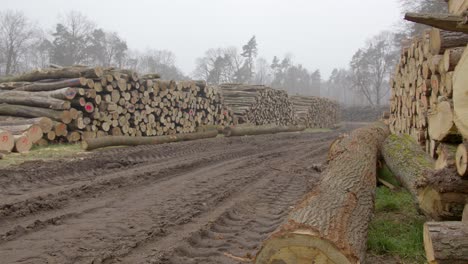 a large piles of cut logs lie on a mud meadow. tire tracks are visible on earth. a heavy storm caused massive damage to the forest.