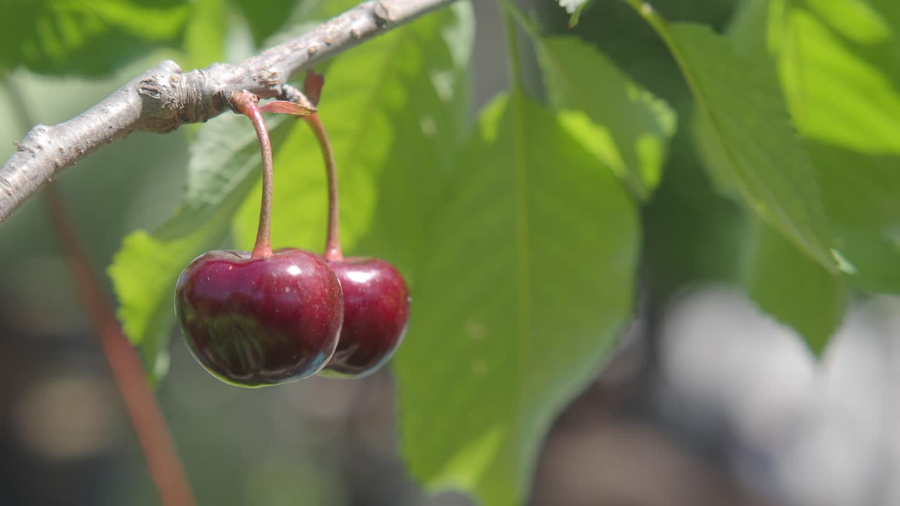 dos cerezas en una rama