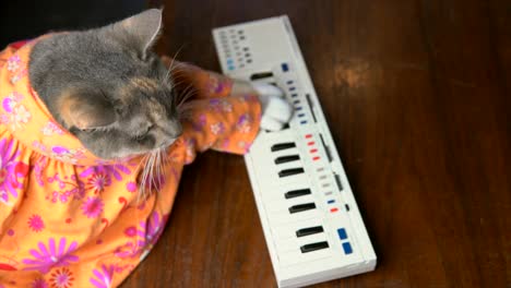 slow motion cat in colorful shirt playing keyboard piano