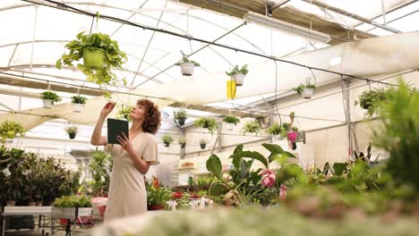 greenhouse owner inspecting hanging plant using tablet
