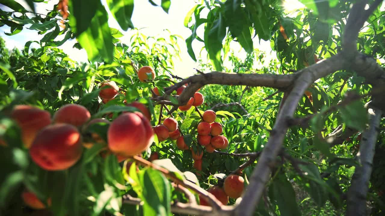 Big juicy peaches on the tree. Fabulous orchard. Fruits ripen in the sun