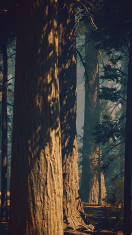 sunlight filtering through tall trees in a serene forest during early morning