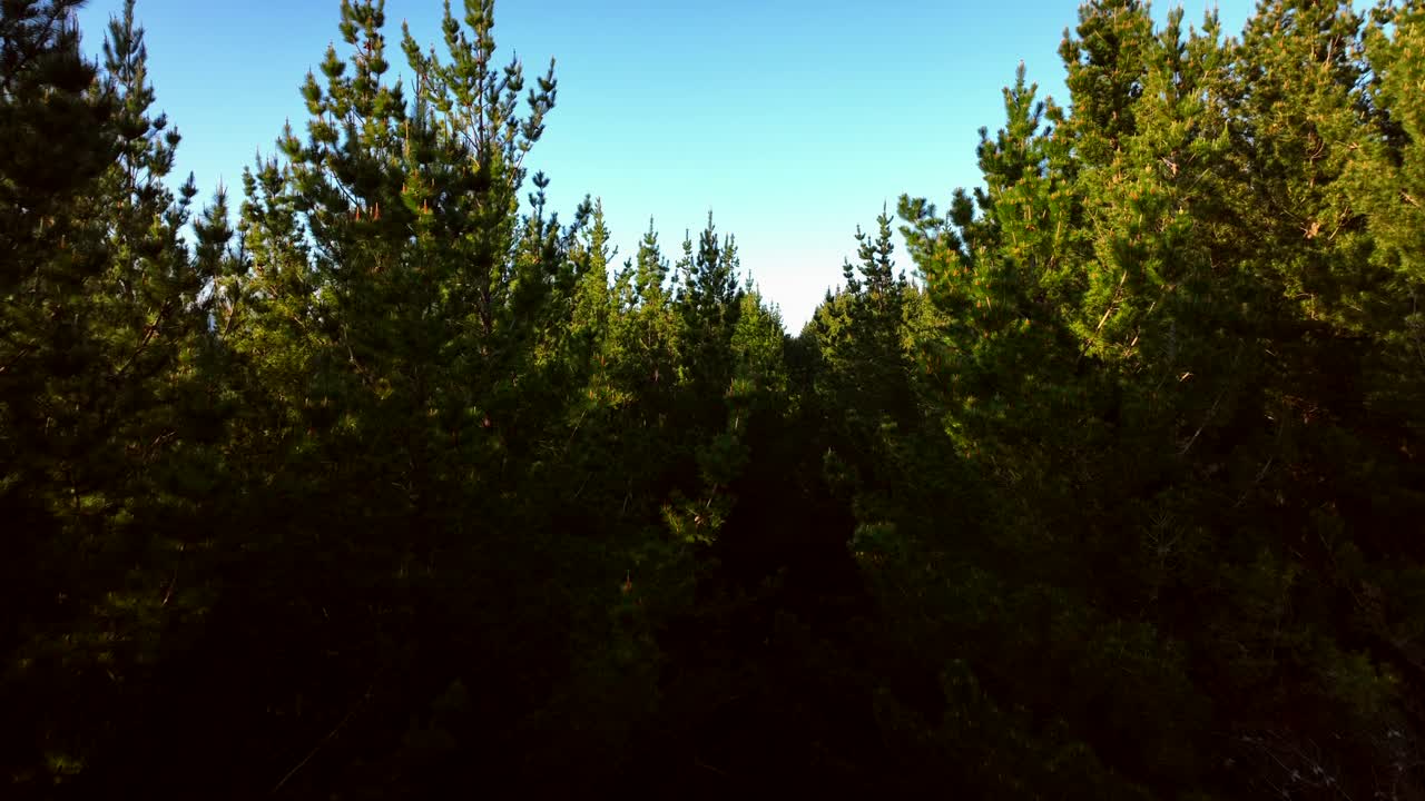 Drone, New Zealand Pine forest - mature trees - steadily moving