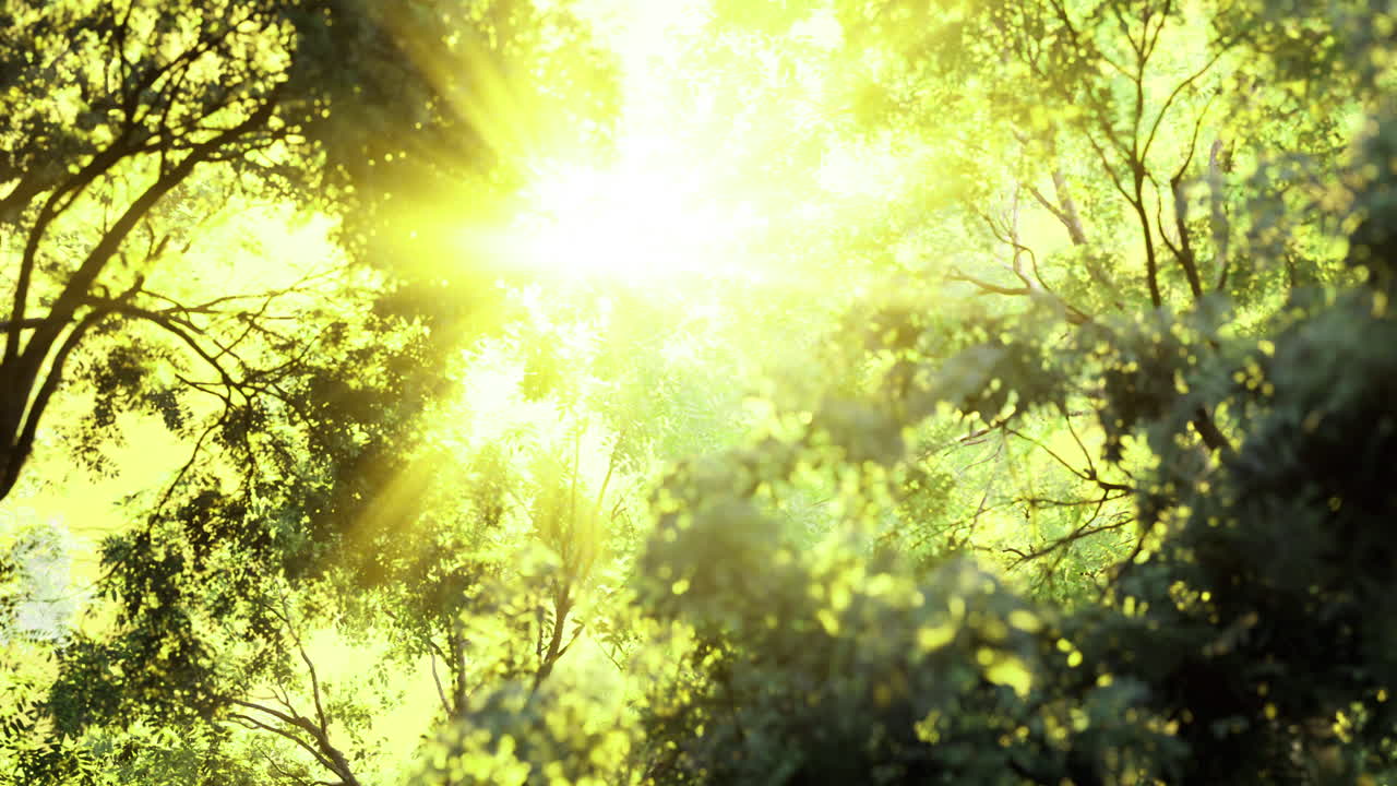 Rays of sunlight filtering through lush green forest canopy during daytime