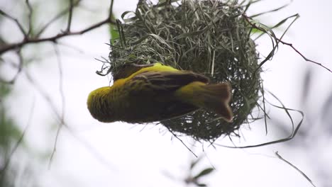 Yellow-weaver-building-nest-and-flapping-wings-before-flying