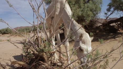 Kamelschuss-In-Der-Wüste-Von-Algerien