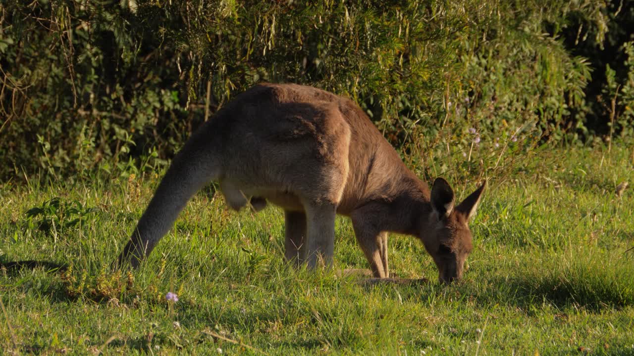 canguro gris oriental alimentándose de la exuberante hierba - macropus giganteus en queensland, australia - tiro completo