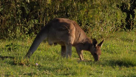 Canguro-Gris-Oriental-Alimentándose-De-La-Exuberante-Hierba---Macropus-Giganteus-En-Queensland,-Australia---Tiro-Completo