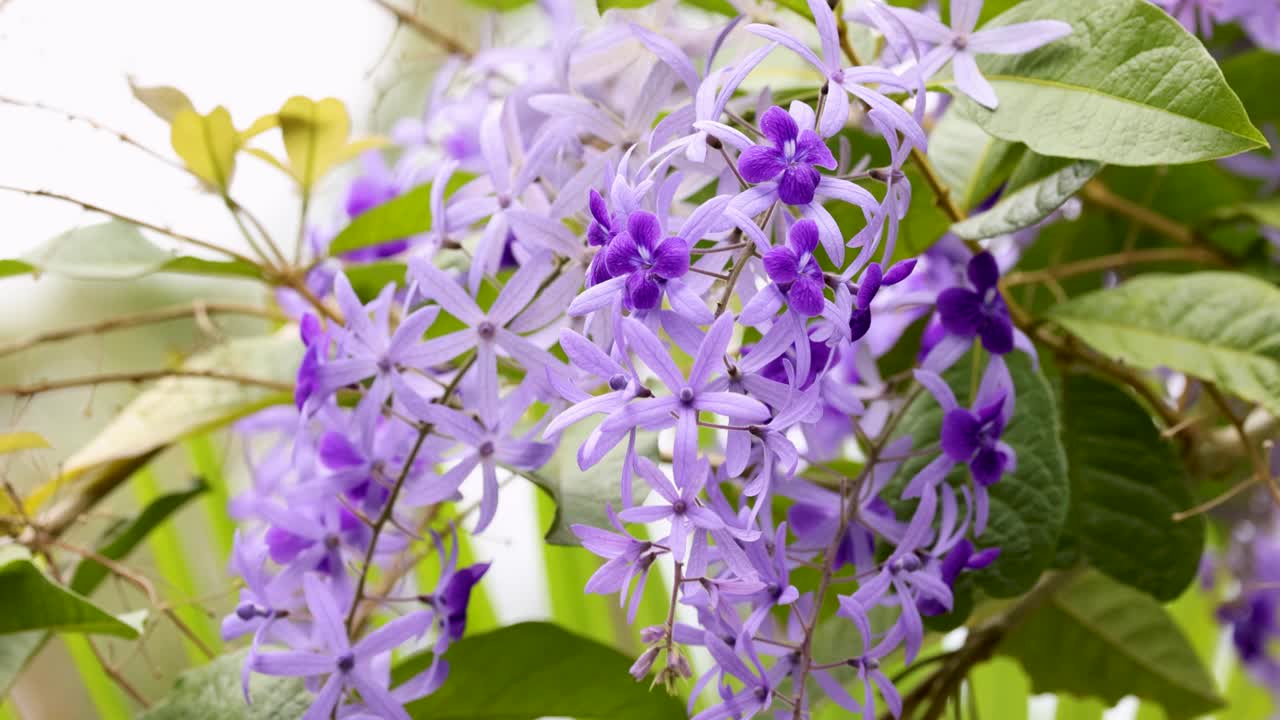 racimo de flores púrpuras