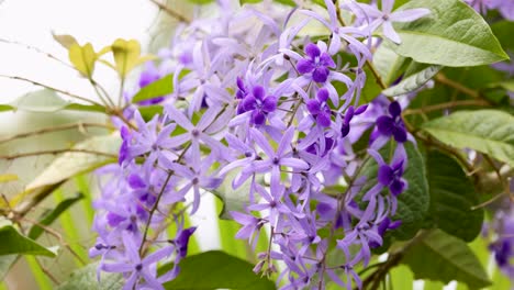 Purple Flower Cluster