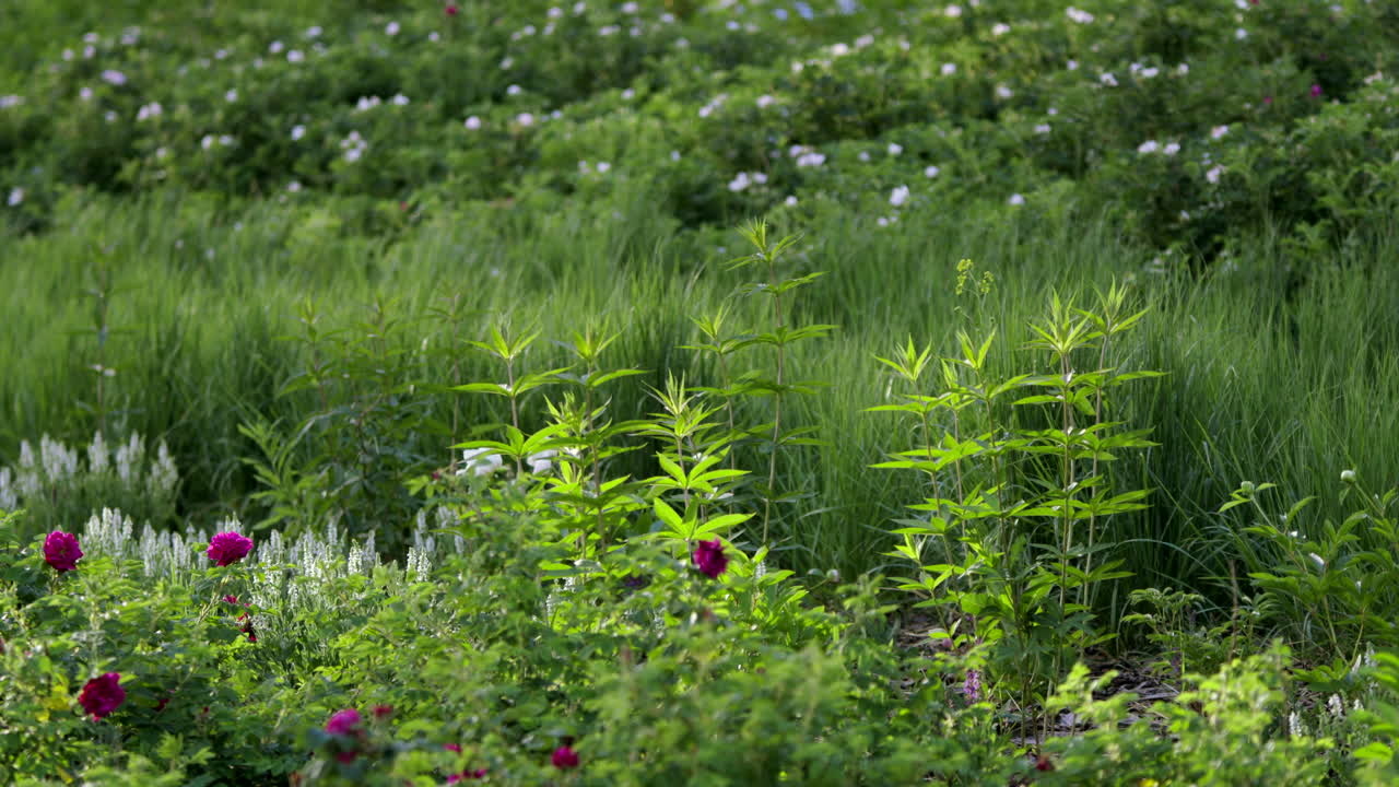 hermosa escena del jardín de flores