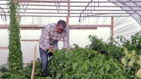 El-Granjero-Revisa-Las-Plantas-De-Chile-En-Invernadero-Filmadas-Con-Cámara-Roja.