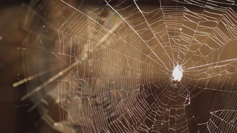 spider web on a sunny day