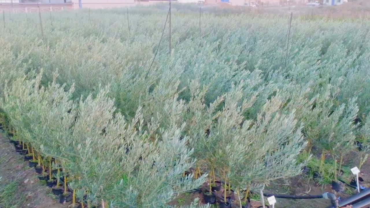 대칭적 인 초록색 나무 새끼 과수원 의 느린 동작 드론 영상