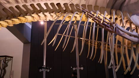 detailed view of whale skeleton in museum