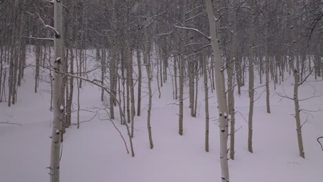 Nevado-Tormenta-De-Nieve-Frío-Polvo-Invierno-Bosque-De-álamos-Masa-De-Nieve-Condado-De-Pitkin-Desierto-Nublado-Gris-Aéreo-Zumbido-Montañas-Rocosas-Colorado-Basalto-Carbondale-Sopris-Granate-Campanas-Ashcroft-Lentamente-Movimiento-Hacia-Atrás