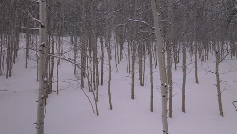 tormenta de nieve polvo frío invierno bosque de aspen masa de nieve desierto del condado de pitkin nublado gris avión no tripulado montañas rocosas colorado basalto carbondale sopris marrón campanas ashcroft movimiento lento hacia atrás