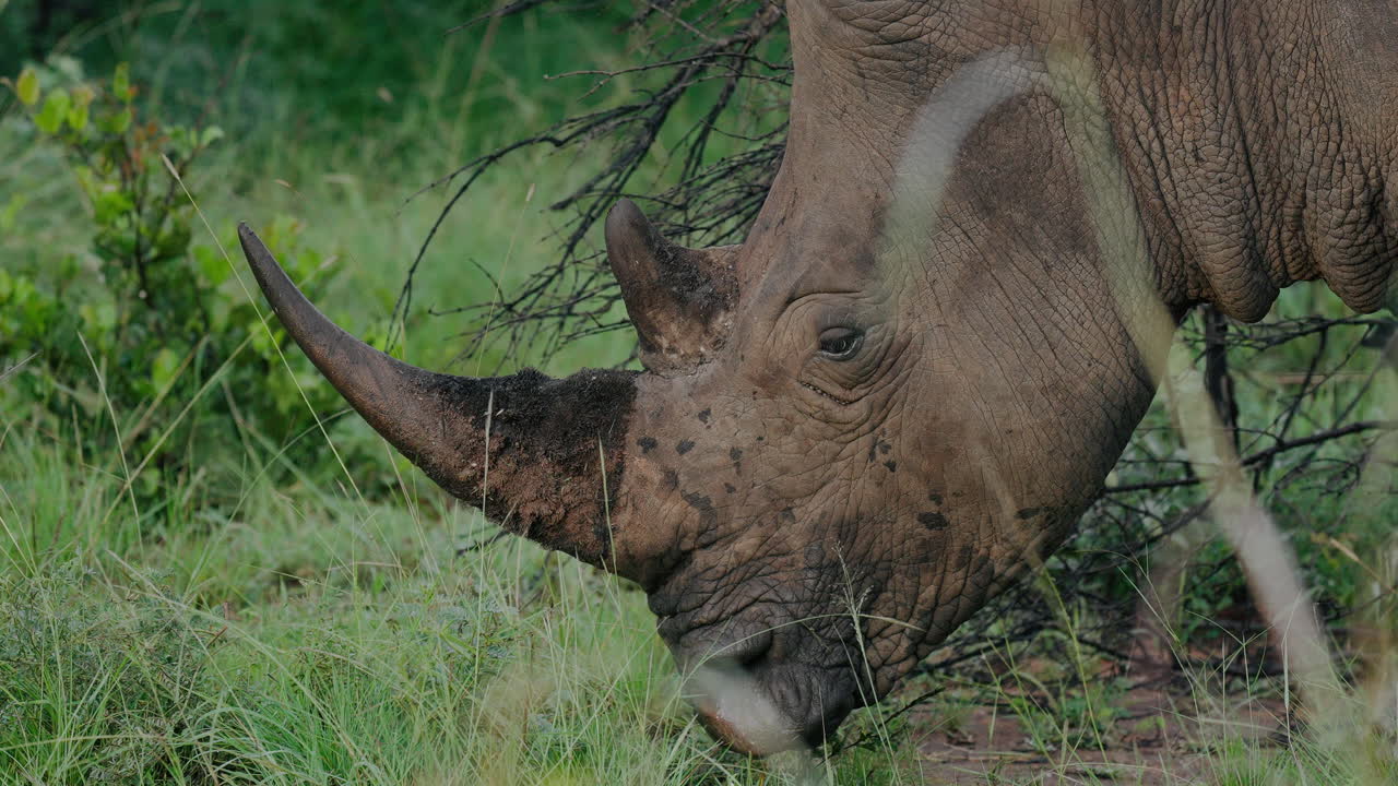 White Rhinoceros in African Grassland