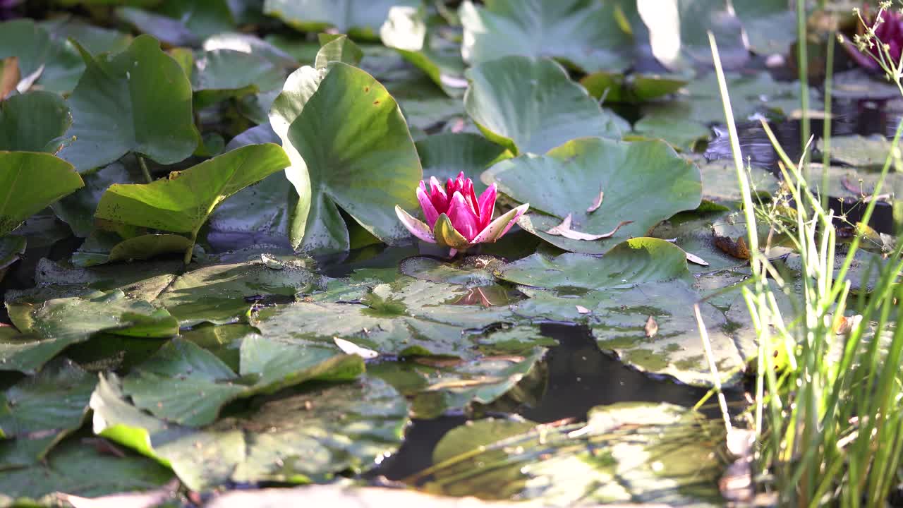 un lirio individual de flor rosa calentándose en el sol