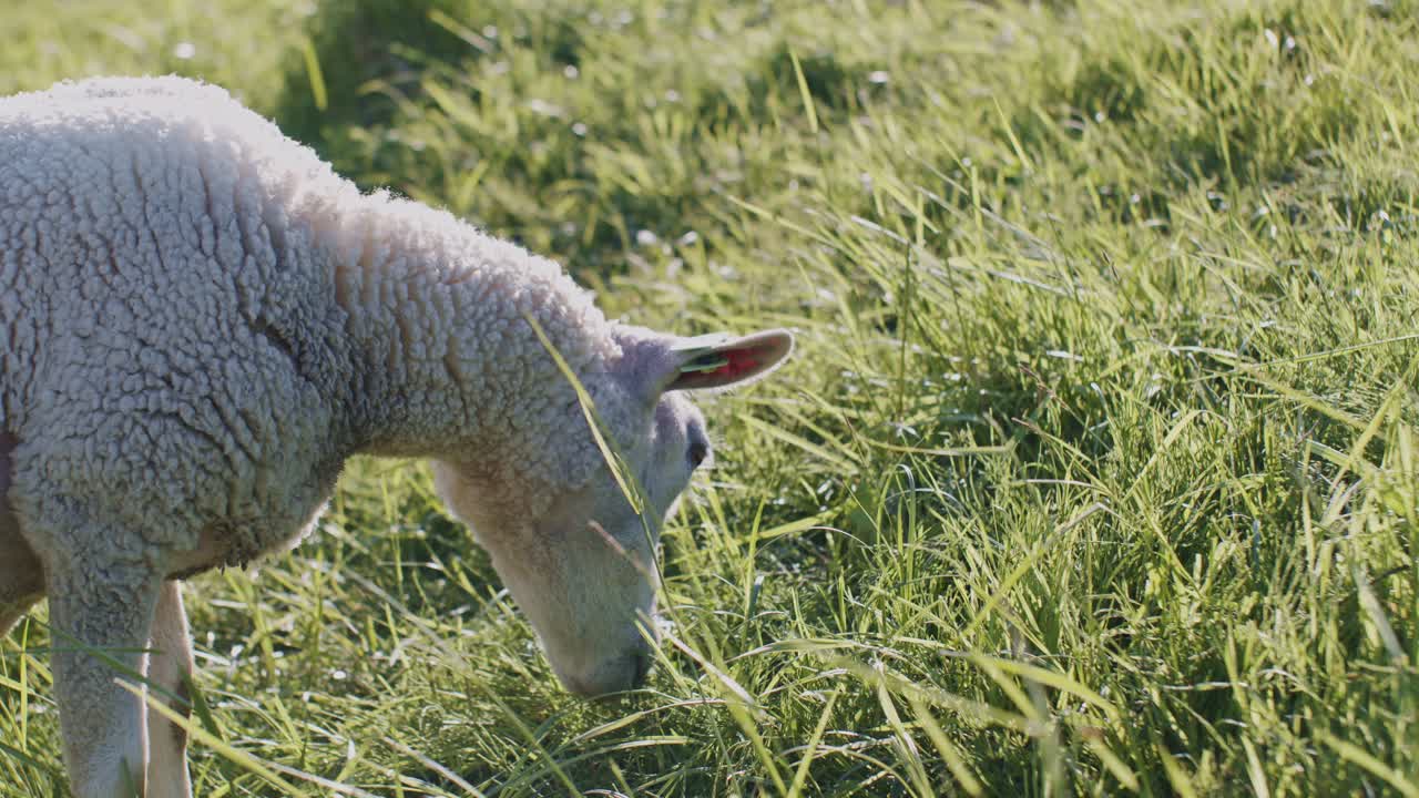 animales lindos ovejas dolly ganado pastoreando en el pasto campo de hierba a la luz del día día soleado