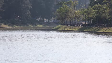 peaceful lake with surrounding trees and grass